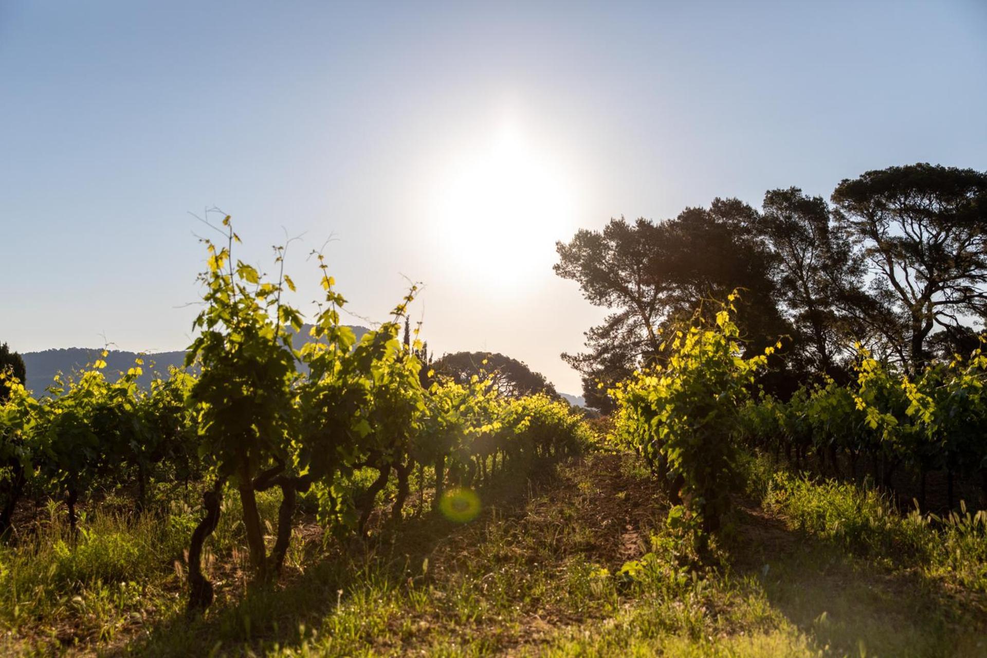 Villa Domaine De La Navicelle - Syrah à Le Pradet Extérieur photo