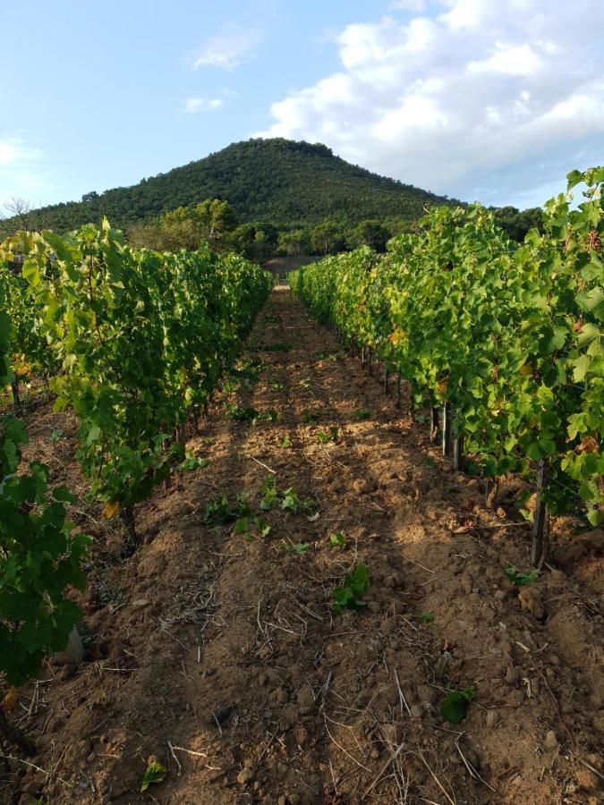 Villa Domaine De La Navicelle - Syrah à Le Pradet Extérieur photo